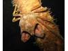 Photo of Pugettia producta